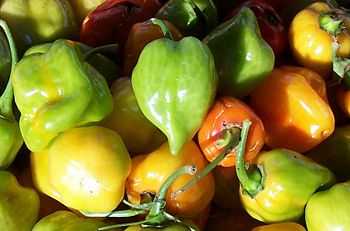 Habañnero peppers, a popular hot variety.