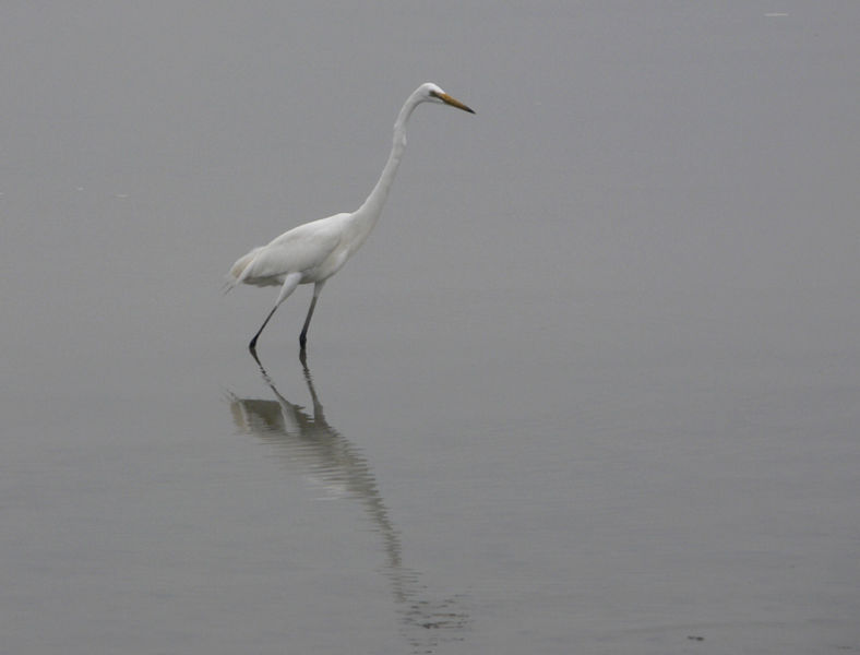 File:White Crane At Suncheon Wetlands.jpg