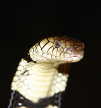 Banded water cobra