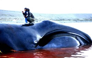 Bowhead Whale 2002-08-10.jpg