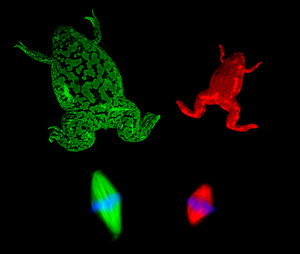 Xenopus laevis and tropicalis with mitotic spindles JCB.png