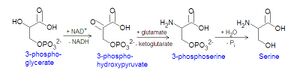 Serine synthesis DEVolk.jpg