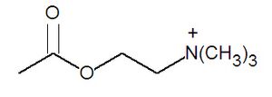 Acetylcholine DEVolk.jpg