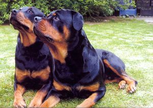 Rottweiler mal 2.jpg