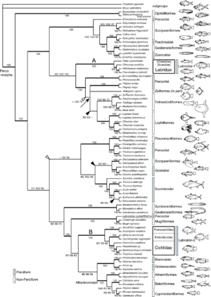 Labrid fish phylogenetic tree.png