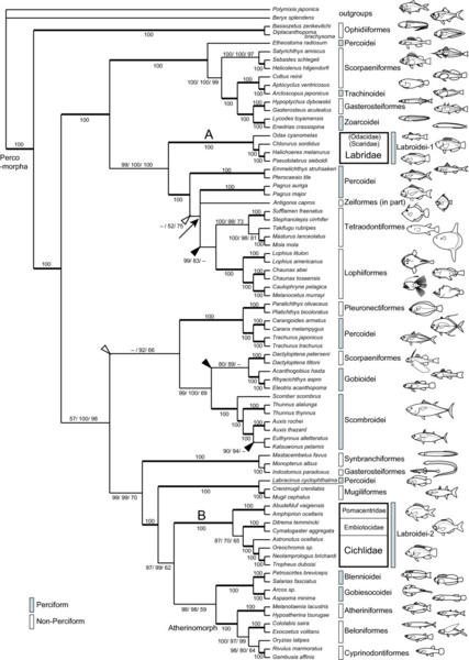 File:Labrid fish phylogenetic tree.png