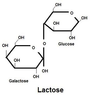 Lactose.JPG