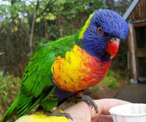 LorikeetSwainsonsOregonZoo.jpg