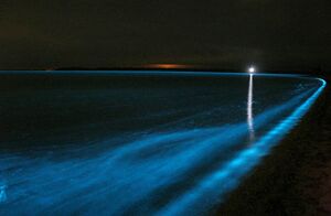 Bioluminescence.jpg