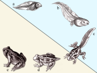 Most frogs and toads undergo holometabolism: frog larvae, called tadpoles (or pollywogs), hatch from their eggs and change into adult frogs, which look and act differently. Tadpoles have gills and fins and completely live, breathe, and eat in water. Adult frogs have lungs and legs and live, breath, and eat out of water.