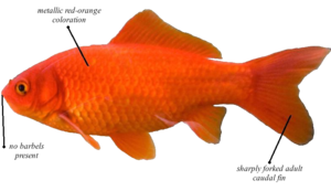 Single-tailed Goldfish