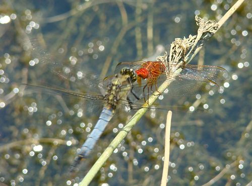 Crocothemis erythraea - Scarlet Darter chased away by another dragonfly