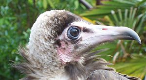 ...the only vulture with feathers on its head.