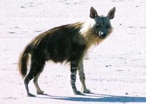 Brown hyena (Parahyaena brunnea) heading toward seal colony, namibia.jpg