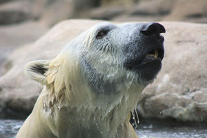 Polar bears can swim for lengthy periods in search of food.