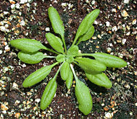 Arabidopsis thaliana wild type 25 days old.jpg