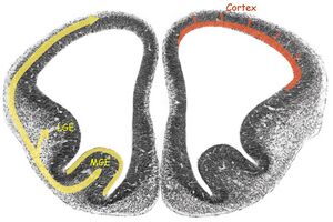 Mouse cerebral cortex coronal slice.jpg