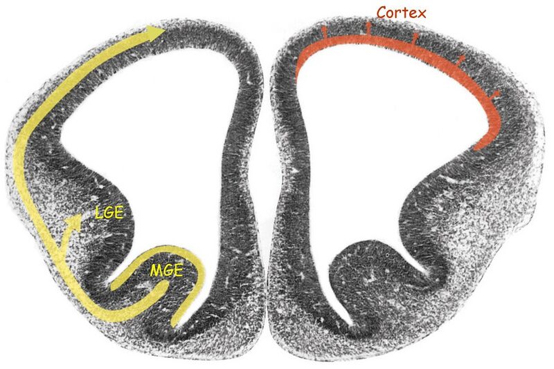 File:Mouse cerebral cortex coronal slice.jpg