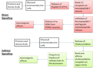 Aminostatic pathways.png