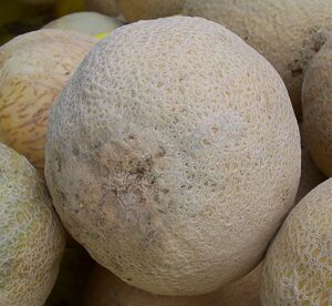 CantaloupeGalaSprings.jpg