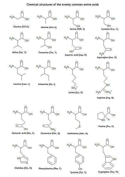 File:Twenty amino acid structures3.jpg