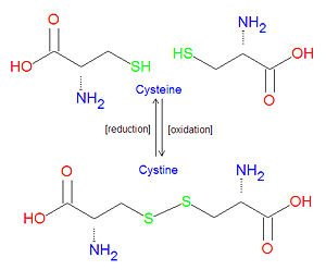 Cysteine vs Cystine10.jpg