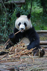 A Giant Panda eating bamboo at the Chengdu Research Base of Giant Panda Breeding, Sichuan province, China.