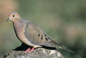 Mourning Dove.jpg