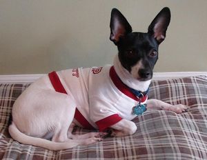 Jackrat terrier.JPG