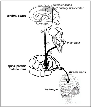 Interactions between bulbospinal and corticospinal commands at spinal phrenic motoneuron level.png
