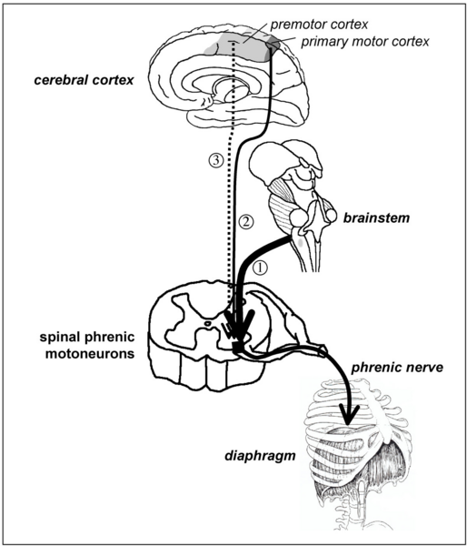 File:Interactions between bulbospinal and corticospinal commands at spinal phrenic motoneuron level.png