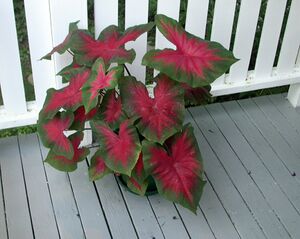 Caladium.jpg