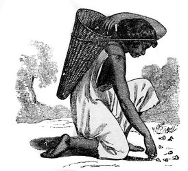 (PD) Drawing: Charles Nahl An Indian woman gathering acorns.