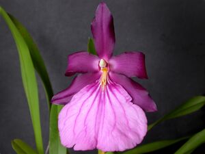 Miltonia moreliana.jpg