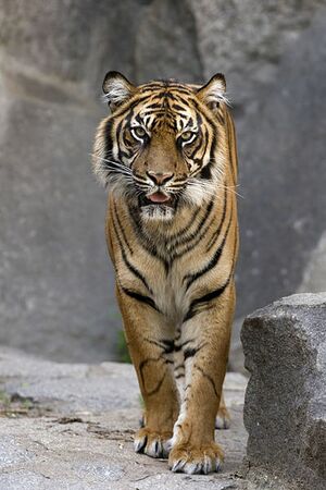 Panthera tigris 2.jpg