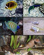 Tropicalmarinefishes.jpg