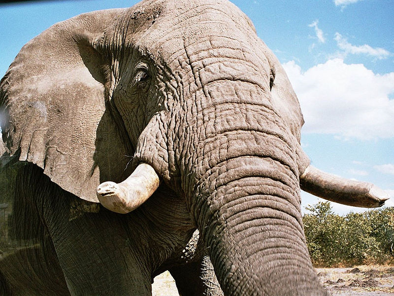File:Angolan elephant.jpg