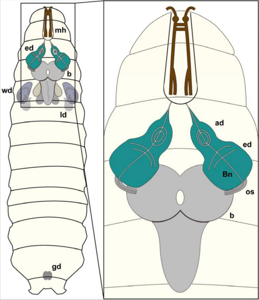 File:Drosophila brain schematic.png