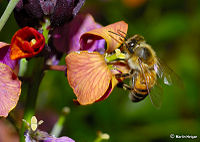 Bees, like many insects, pollinate flowers—transferring the flowers' pollen in return for nectar, which the bees drink as food. Flowers are often adapted to attract and accept only one species of animal.