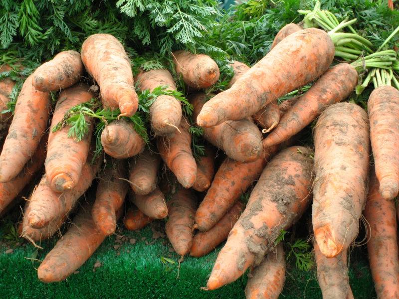 File:Carrots.jpg