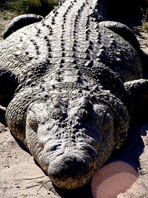 Nile-crocodile.jpg