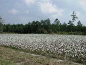 Cotton field 7904.JPG