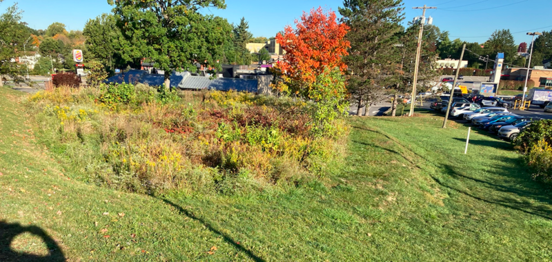 A small rain garden with mature plantings between a large parking lot (not shown) and the shopping center below.