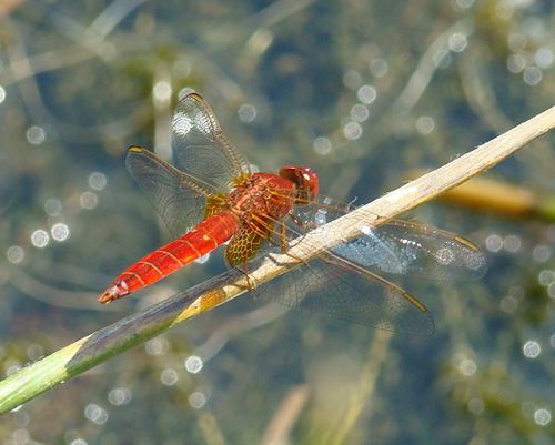 Scarlet darter resting above the water surface