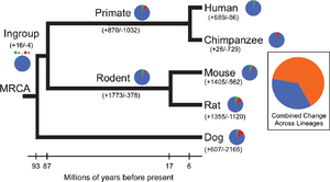 Distribution of gene gain and loss among mammalian lineages.png