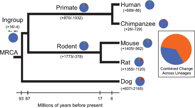 File:Distribution of gene gain and loss among mammalian lineages.png
