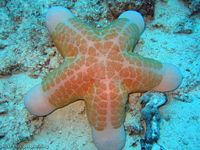 This granulated sea star (Choriaster granulatus) is just one of the many animals that populate the Great Barrier Reef.
