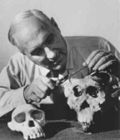 Lewis Leakey examining skulls from Olduvai Gorge.jpg