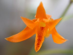 Bifrenaria aureofulva 9.jpg