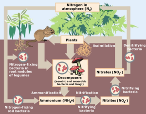 Nitrogen Cycle drawing.png
